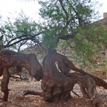 Again the knotty tree with the ruins of the towers / torre